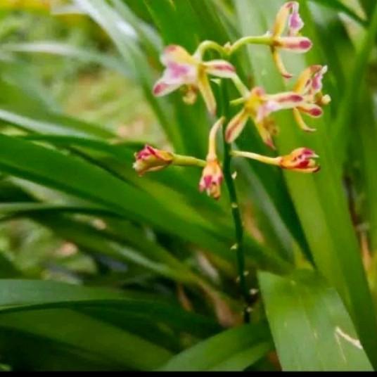 Baru anggrek hutan / tanaman hias anggrek mini,dewasa per rumpun