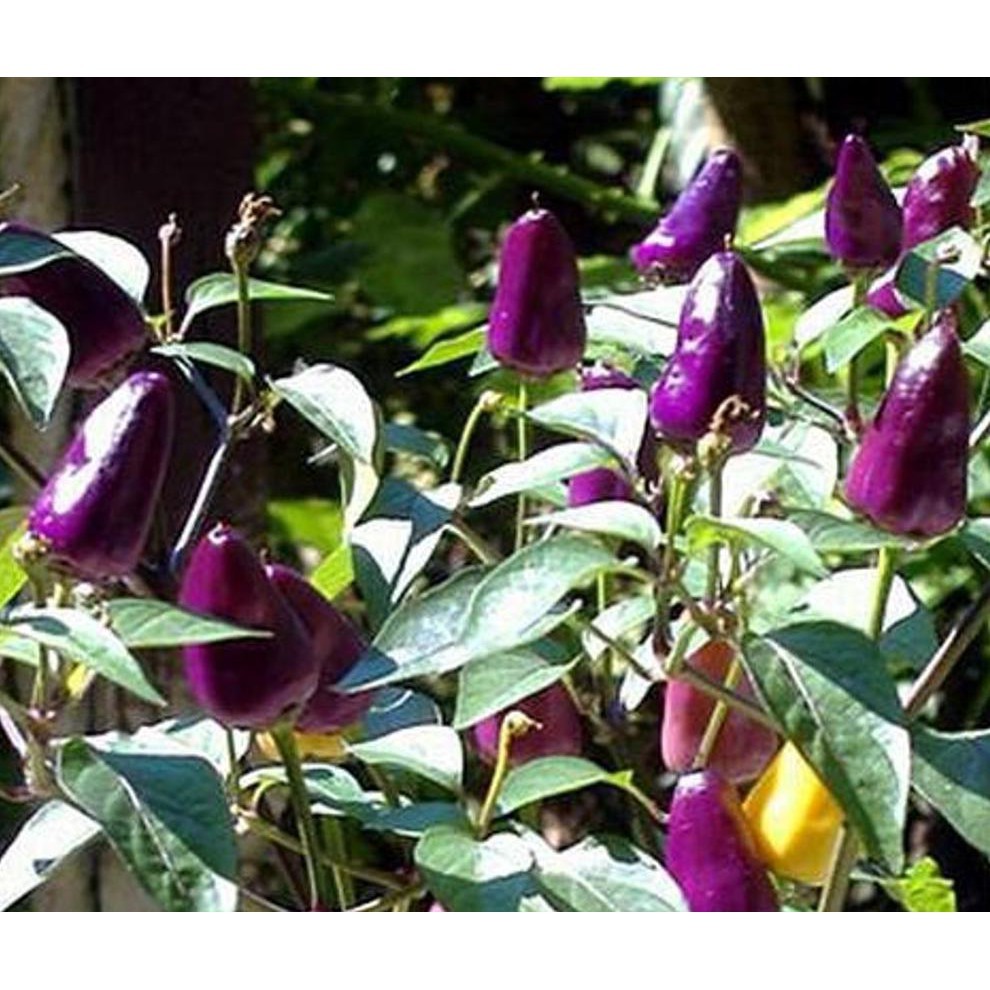 3 benih biji cabe peruvian_purple/cabe ungu