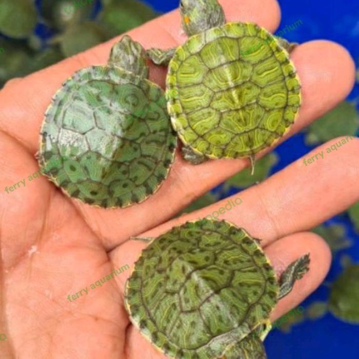 kura kura brazil baby murah