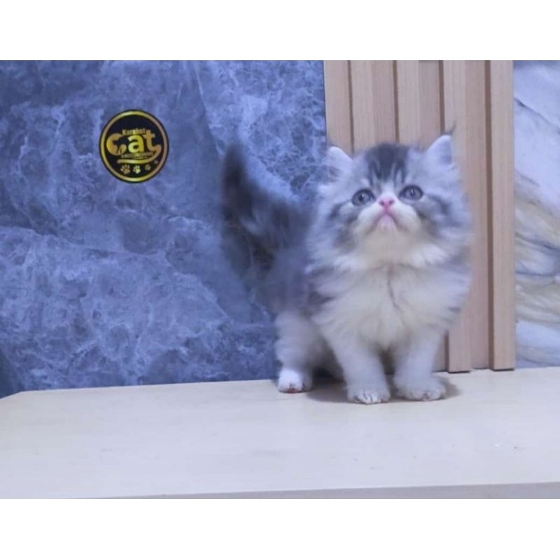 kucing persia muchkin