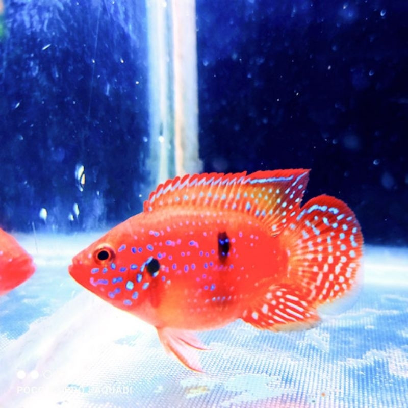 Jual Ikan Hias Red Jewel juve Cichlid Air Tawar / Siklit Merah Permataa termurah
