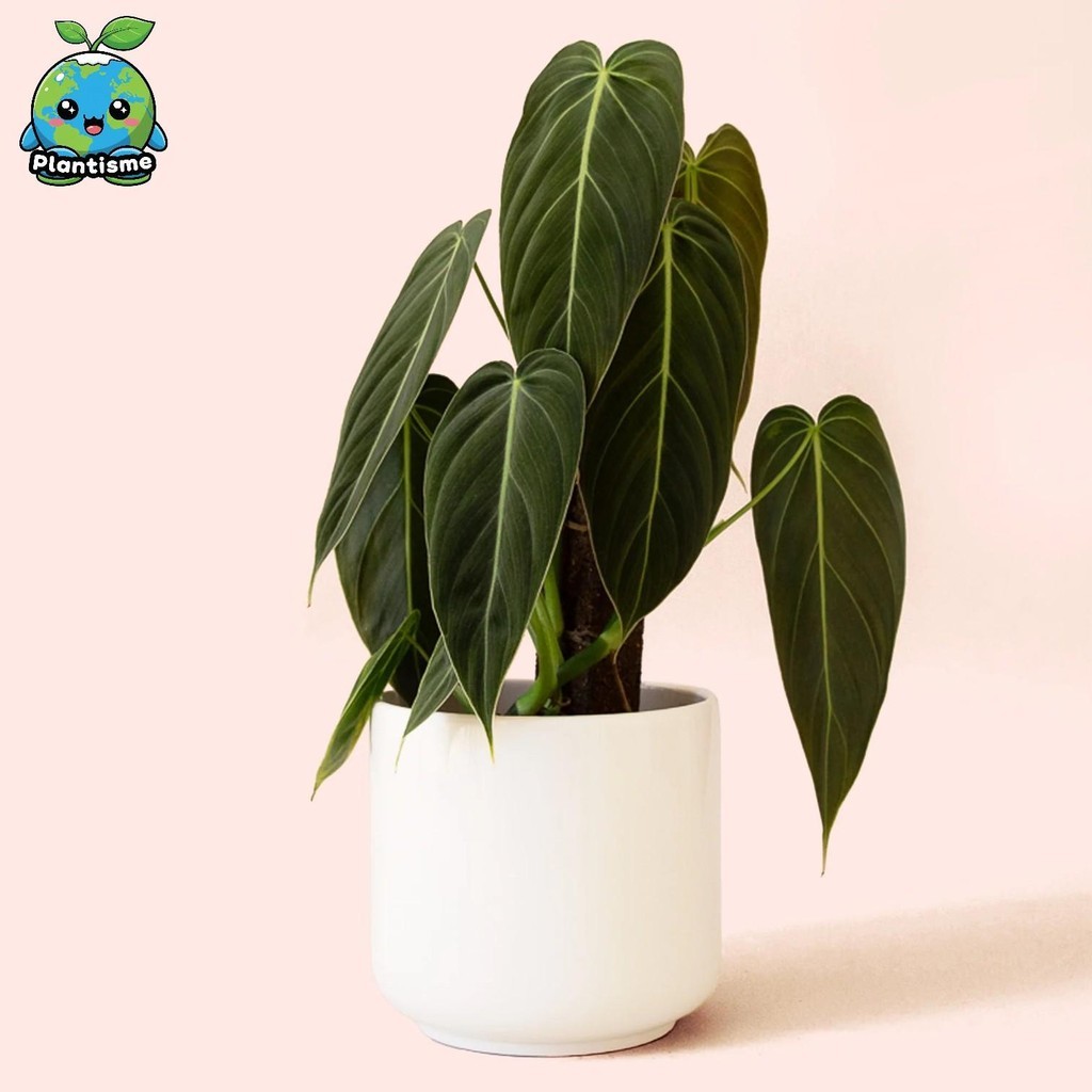 Tanaman Hias – Black Gold Plant Philodendron Melanochrysum Aroid Daun Beludru Besar