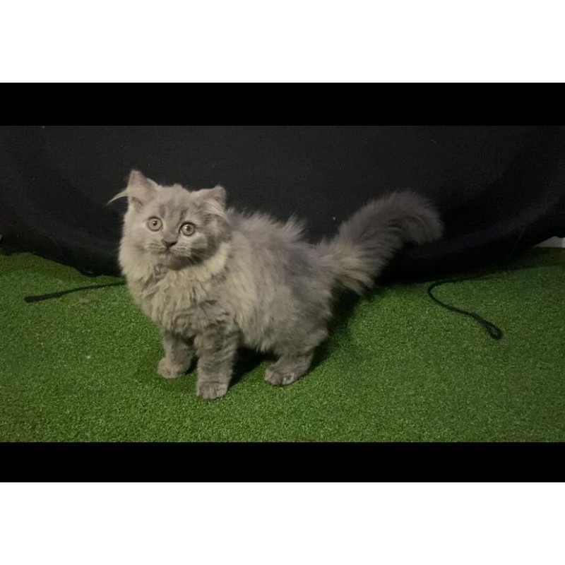 KUCING KITTEN MIX BSH LILAC BULU KAPAS