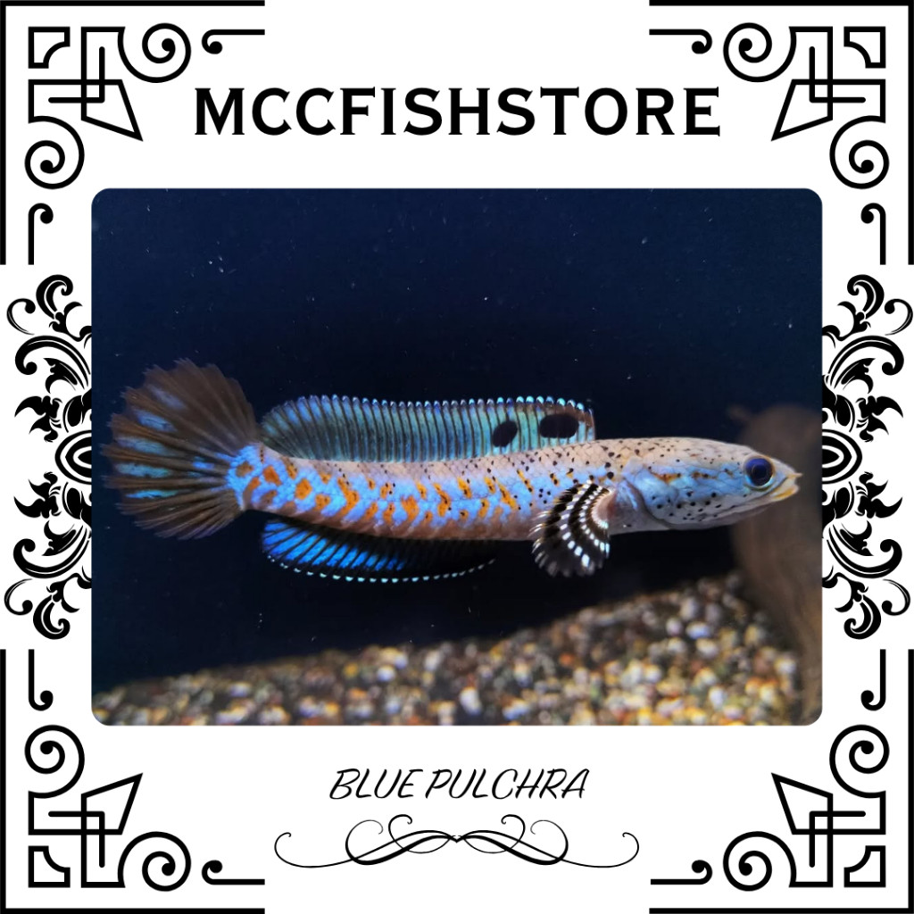 (KOLEKSI CHANNA) - Blue Pulchra Full Dot Yellow Spot | SINGLE TANK - BEST SORTIRAN | Snakehead - Cha