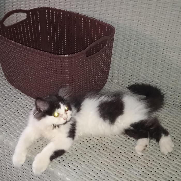 kucing kitten persia medium