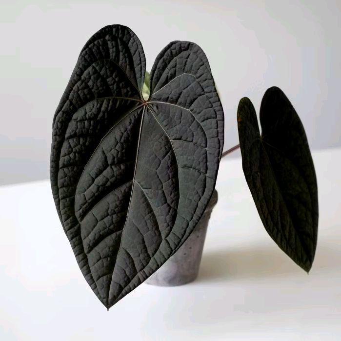 Bonggol Bibit Anthurium Red Crystallinum X Luxurians