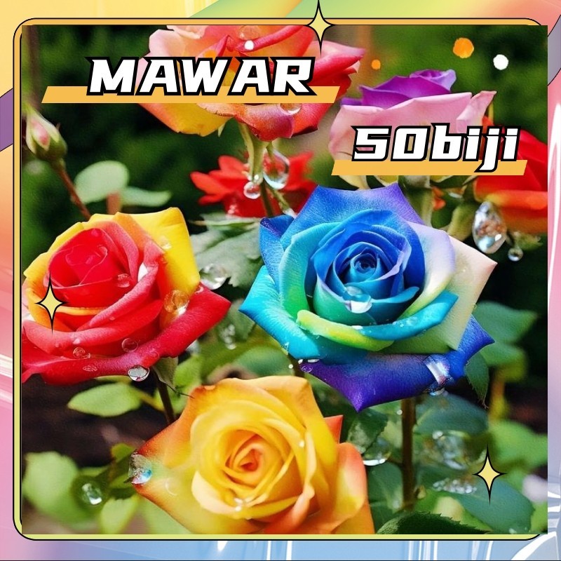 ( 50 Butir ) Benih Biji Bunga Mawar Pelangi | Rainbow Rose