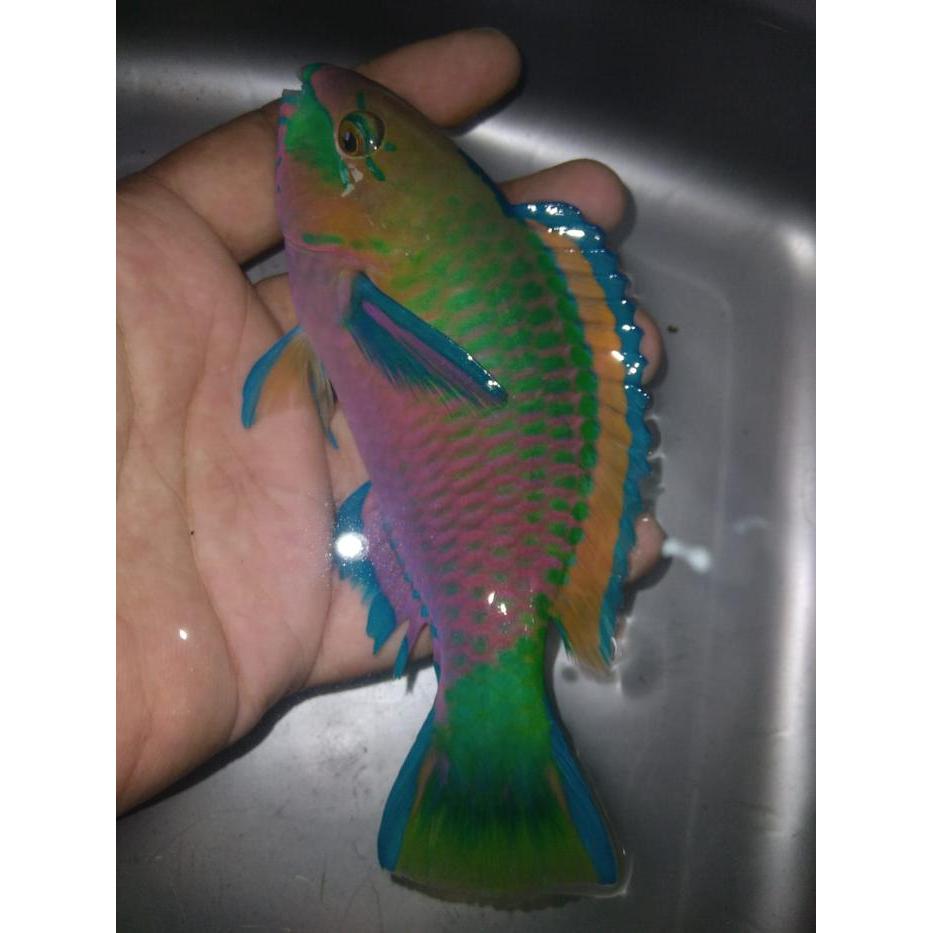 KAKATUA Hijau - Ikan Hias Aquarium Air Laut