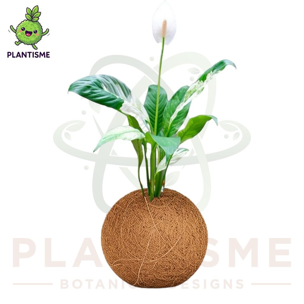 Kokedama – Lili Perdamaian Variegata Spathiphyllum Domino Peace Lily Tanaman Penyejuk Elegan