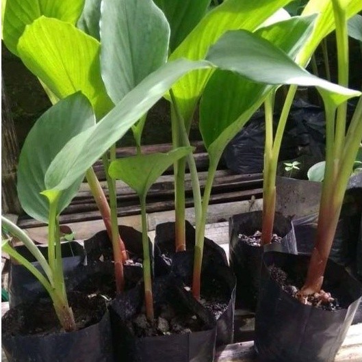 Bibit Temu Kunci Tanaman Temu Kunci Pohon Temu Kunci Temukunci