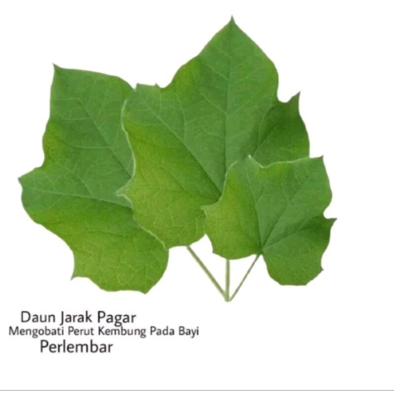 Daun Jarak Segar,  Daun Jarak Pagar harga perlembar