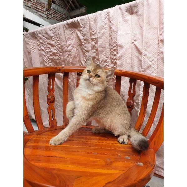 british / blue / golden / bsh / scottish / scottish fold / ped / non ped