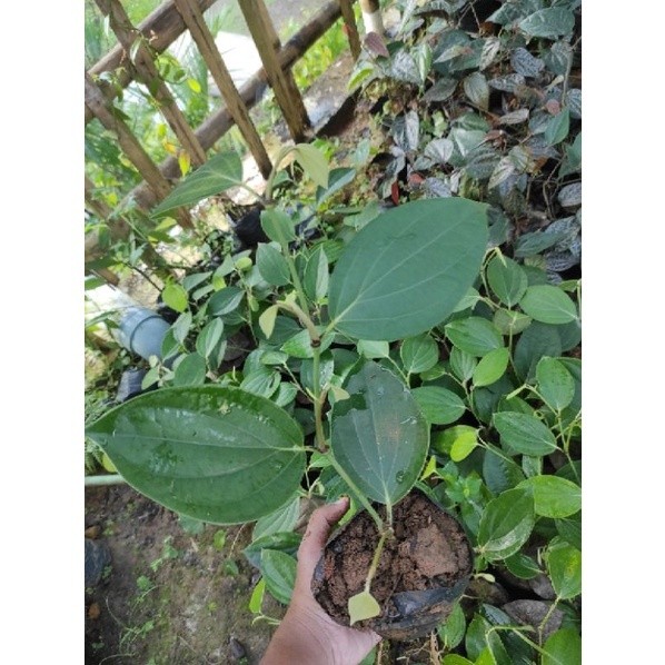 bibit lada perdu-bibit pedes berakar AM