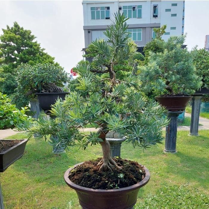 Tanaman Hias Lohansung Blue Ice tinggi 40 Cm - Bibit bonsai lohansung blue es - Pohon lohansung blue