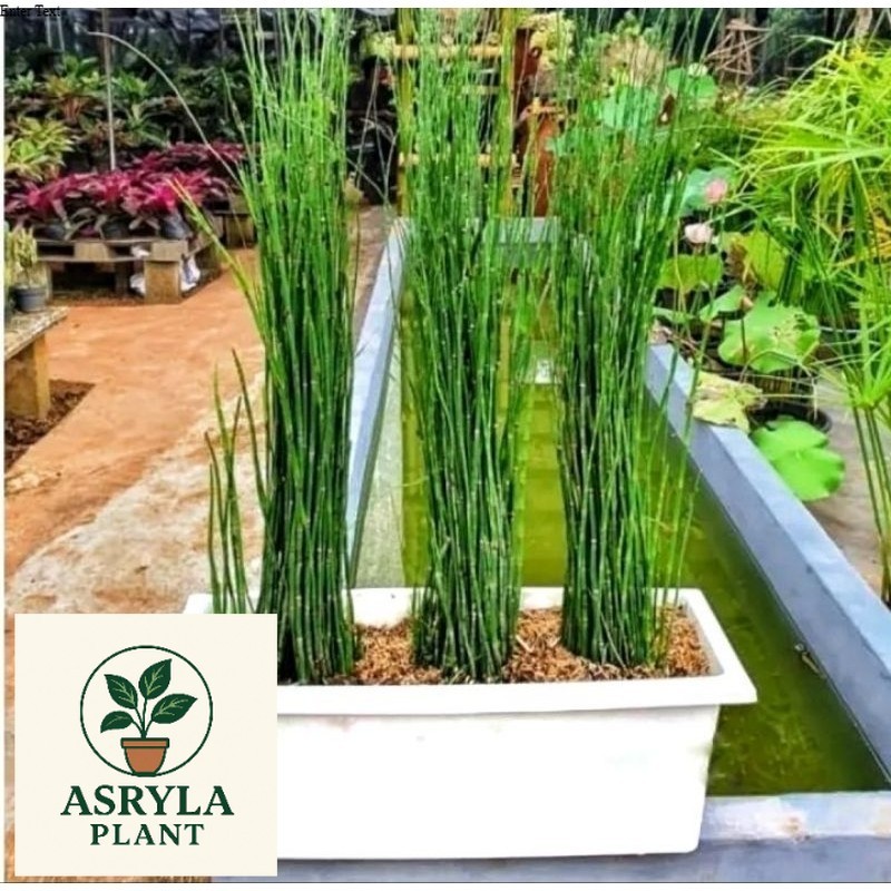 (PROMO) tanaman hias bambu air mini - pohon lidi - lidian bambu air bibit (Tanaman hias hidup indoor