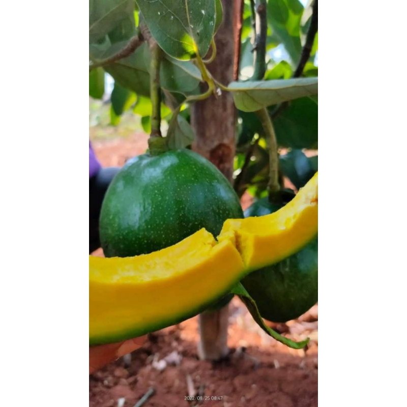 Bibit Alpukat Miki Depok Asli Hasil Sambung Segar - Bibit Tanaman- bibit buah