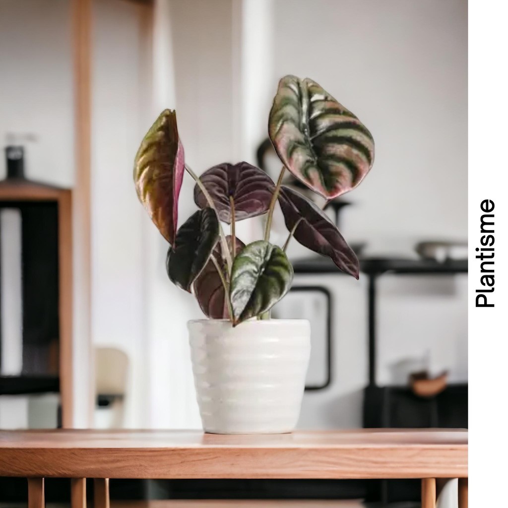 Tanaman Hias – Red Secret Alocasia cuprea Alokasia Kuprea Daun Beludru Metalik Merah Perunggu Indoor