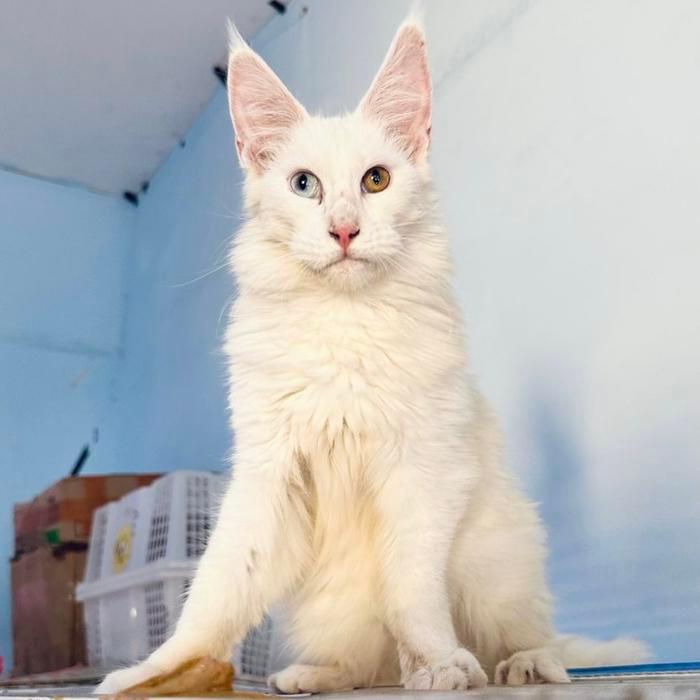 Kucing mainecoon odd eyes langka