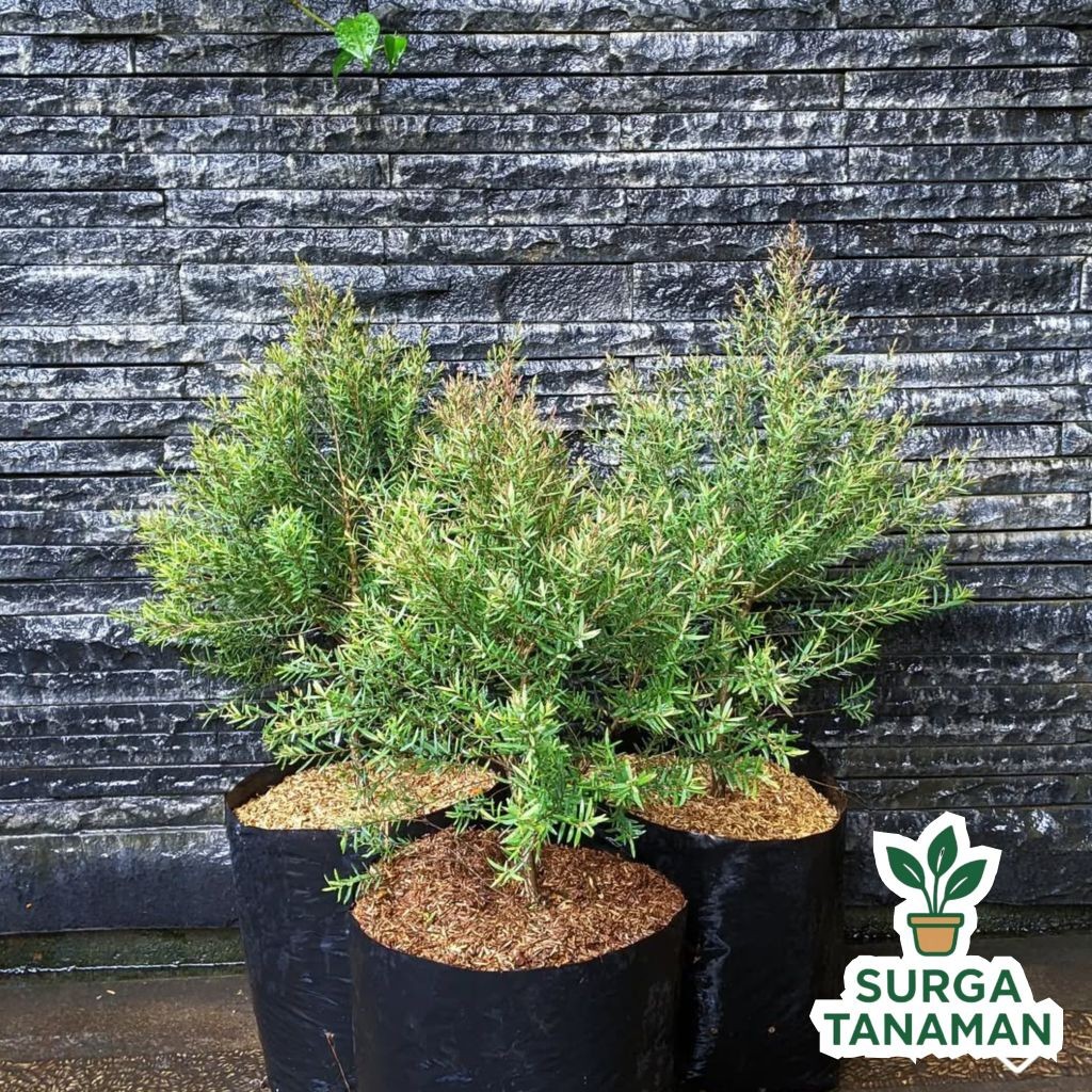 Tanaman hias kayu putih - bibit tanaman kayu putih essential - bibit kayu putih wangi