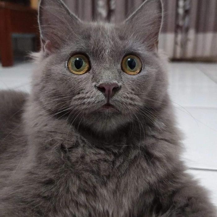 Kucing Persia Bigbone Dewasa