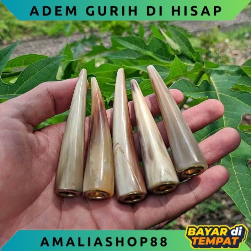 Once Pipa Pipo Tanduk Kerbau Bule Superan