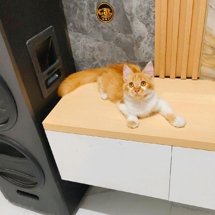 kucing mainecoon oren putih