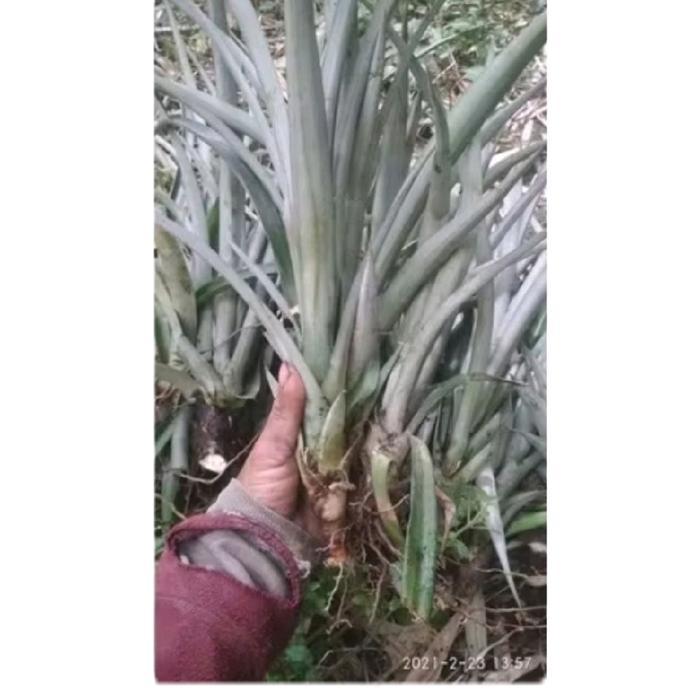 Bibit Nanas Madu Jumbo super siap Tanam