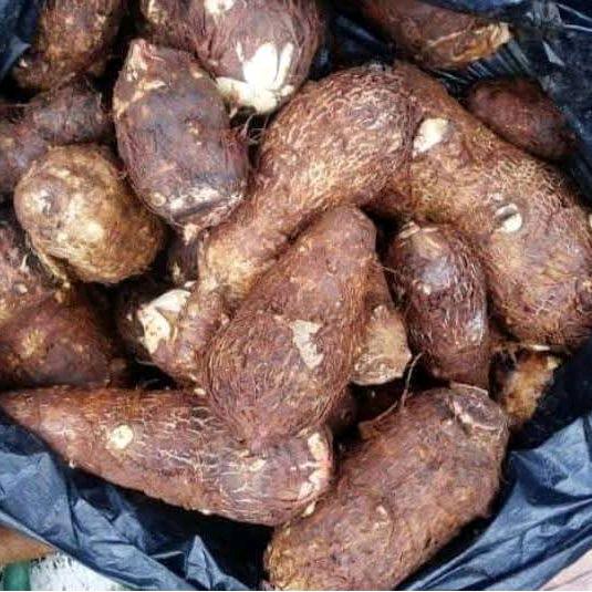 umbi talas/ mbote/entik segar,pulen 1kg DM