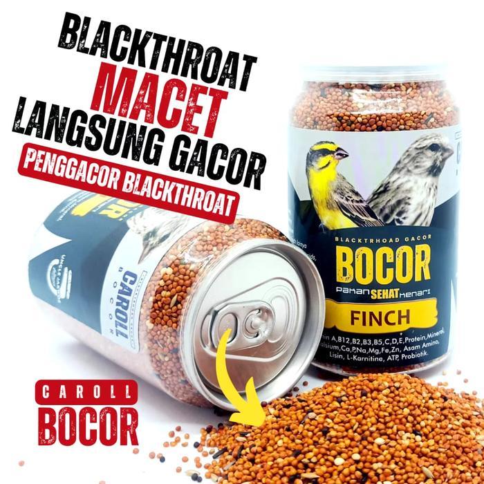 BOCOR CAROLL BLACKTHROAT PAKAN BURUNG BLACKTROOTH GACOR SANGER MACET LANGSUNG GACOR