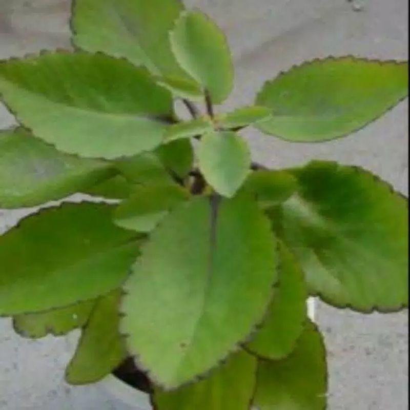 Promo Tanaman herbal cocor bebek - obat herbal - bibit tanaman - herbal - tanaman herbal Termural te