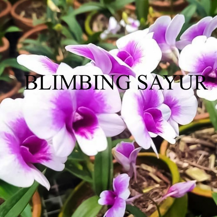 (PROMO MURAH) Anggrek Dendrobium Mini Yaya Victoria - Dewasa