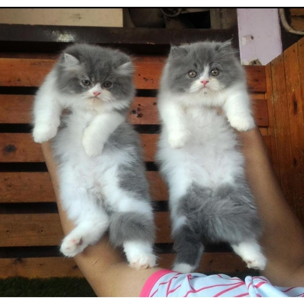 bisa cod. kucing lucu Persia kitten