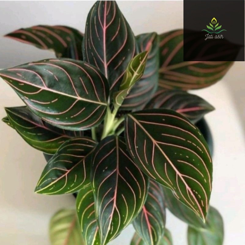 aglonema rotundum tiger - tanaman hias aglonema rotundum tiger