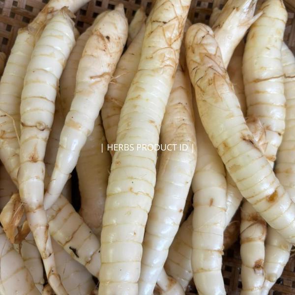 Umbi Garut Segar - umbi Angkrik fresh kaya manfaat umbi garut mengobati asam lambung 1kg DM
