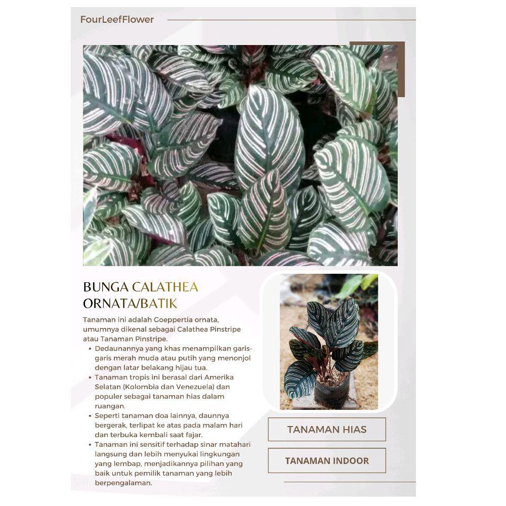 Bunga Calathea Ornata/Calathea Batik Rimbun Dan Besar