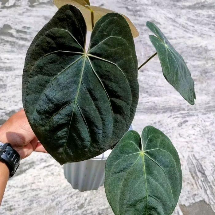 Bonggol Bibit Anthurium Dressleri