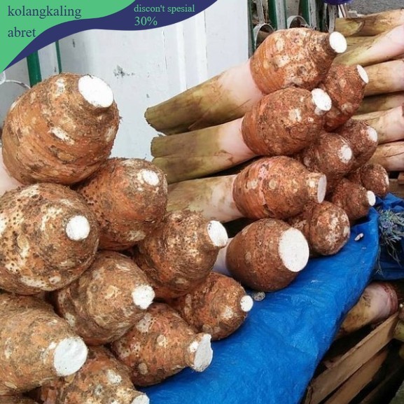 talas bogor talas ketan pulen 1 kg