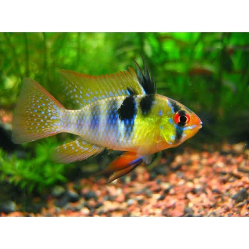 Ikan Ramirezi german ( hiasan aquarium)