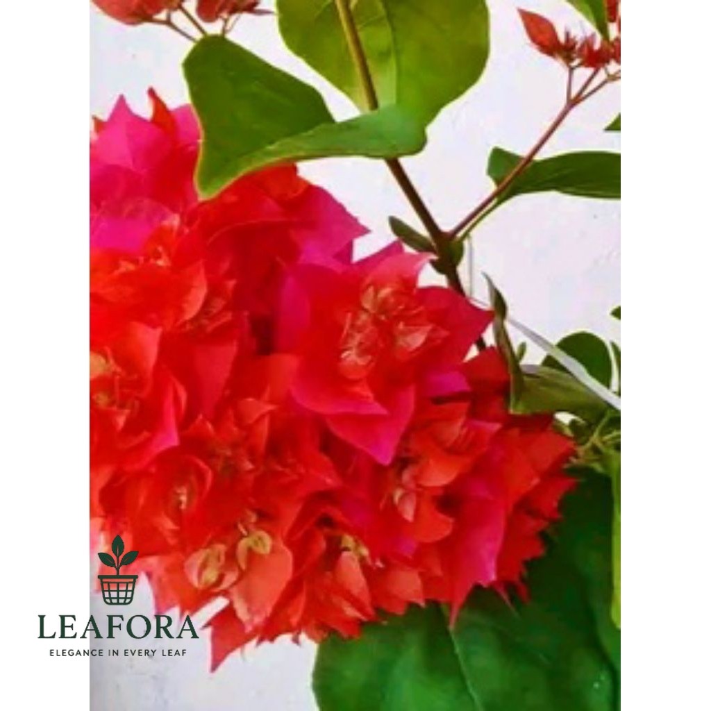 Bougenvil Aussie Red // Hawai Merah Cabe // Bougenville Tumpuk Merah Cabe