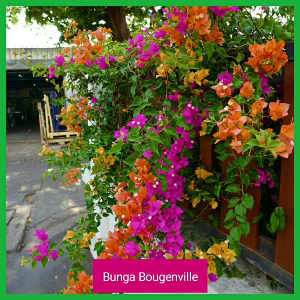 Tanaman hias bunga Bougenville/bibit tanaman Bougenville/bunga kertas