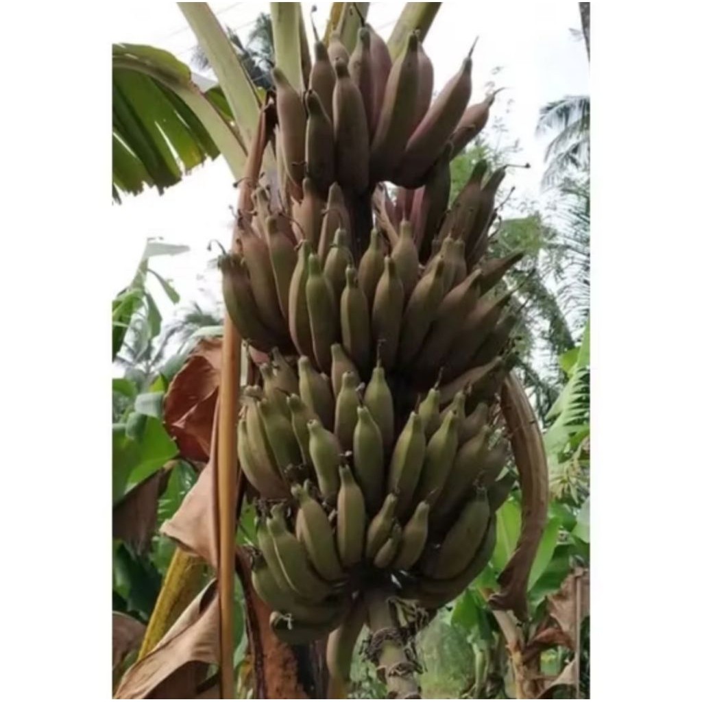 PROMO 12.12 Bibit pisang raja nangka merah(beli 2 gratis 1)