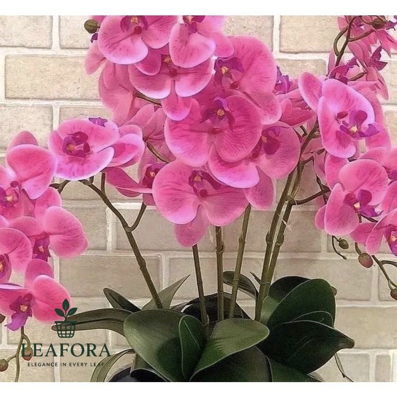 ANGGREK DENDROBIUM-Seedling BUNGA HIAS//SEEDLING ANGGREK