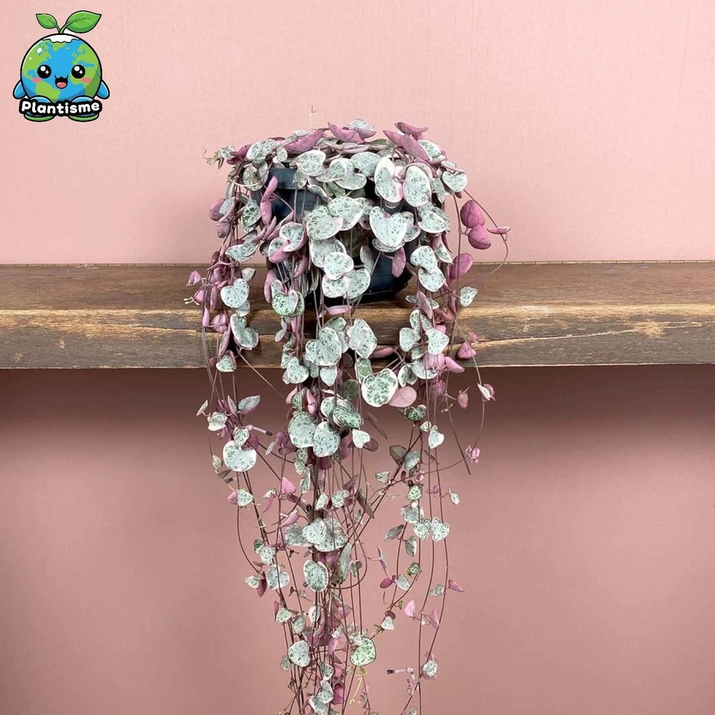Tanaman Hias – String Of Hearts Plant Ceropegia Woodii (Ceropegia linearis subsp. woodii) Rosary Vin