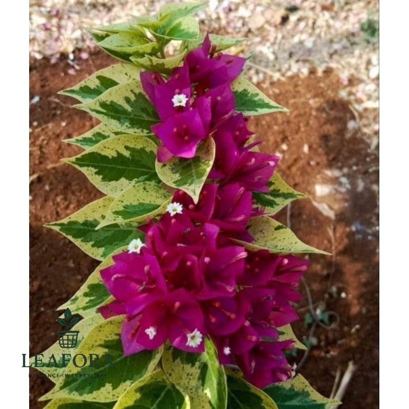 Jewel 21 merah marun Bugenvil