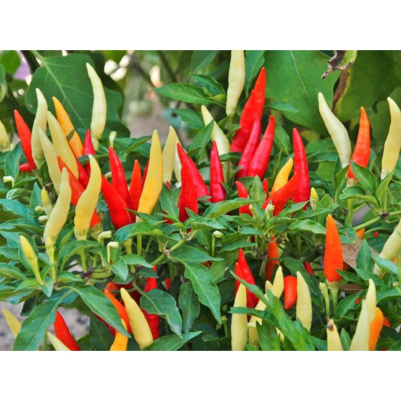 50 Benih BIJI - BENIH BIBIT CABE RAWIT SUPER PEDAS F1 - CABE RAWIT PUTIH