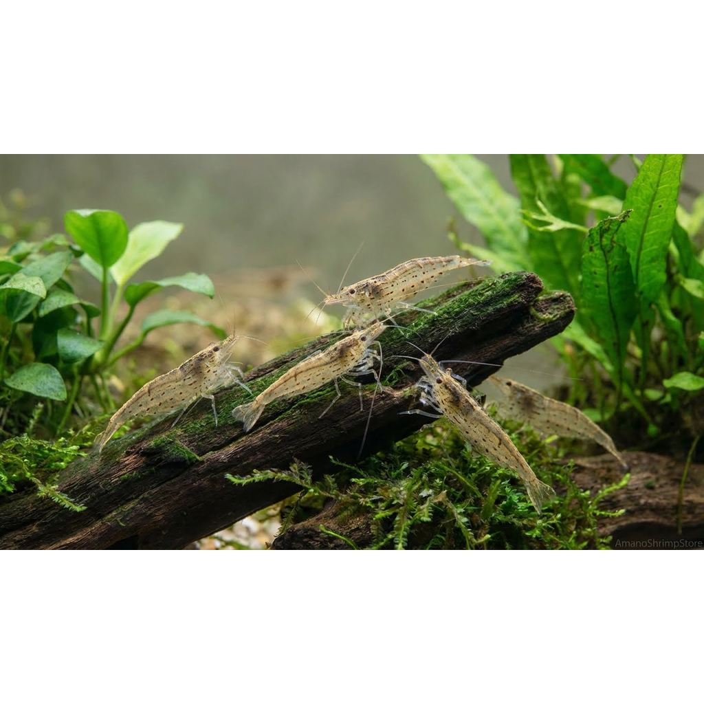 Paket Hemat Amano Shrimp Lokal 10 Ekor