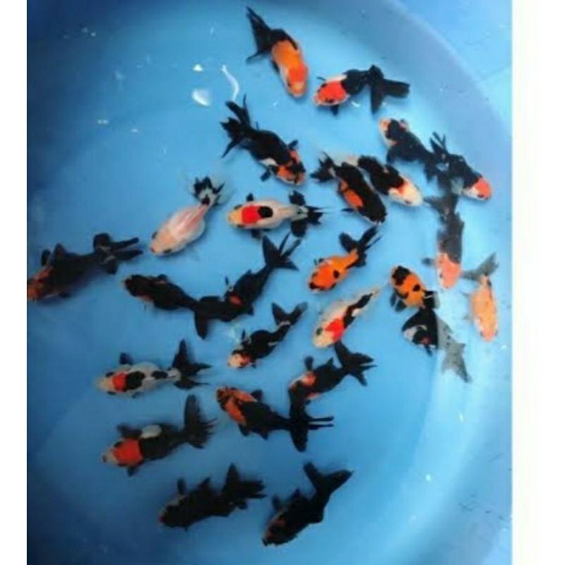 ikan mas koky gold fish XL panda / ikan hias mas koki panda tri color / ikan mas koki cod mutiara / 