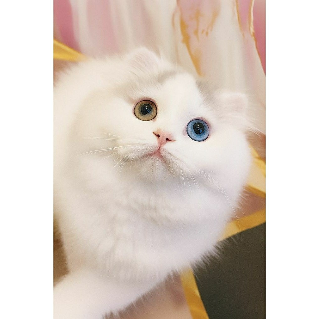 kucing scottish fold jantan odd eyes - jual kucing lucu dan langka - adopsi kucing munchkin