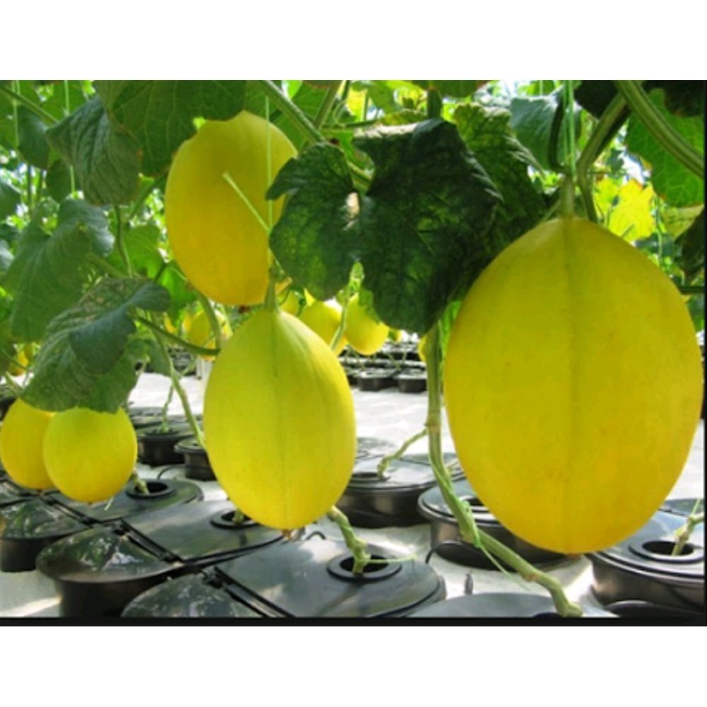 3 BIJI-biji benih Bibit Melon Apollo Golden Emas Hibrida -MYSEEDGARDEN