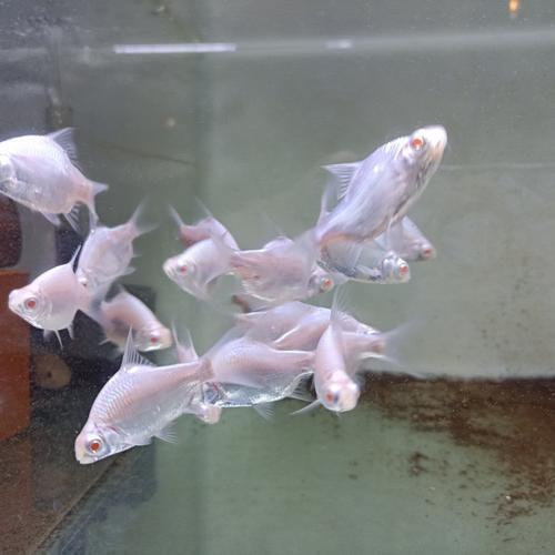 ikan Hias kaviat platinum mata merah Tankmate uk 6-8 cm Ikan Predator Kolam Aquarium